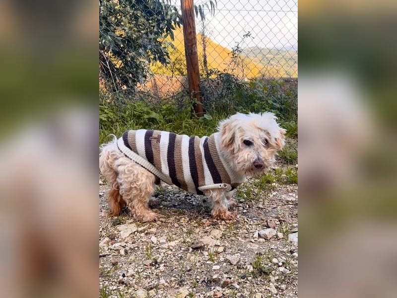 JHONNY-wahrer Schatz auf 4 Pfoten erobert alle Herzen, wartet sehnsüchtig auf sein Für-immer-Zuhause