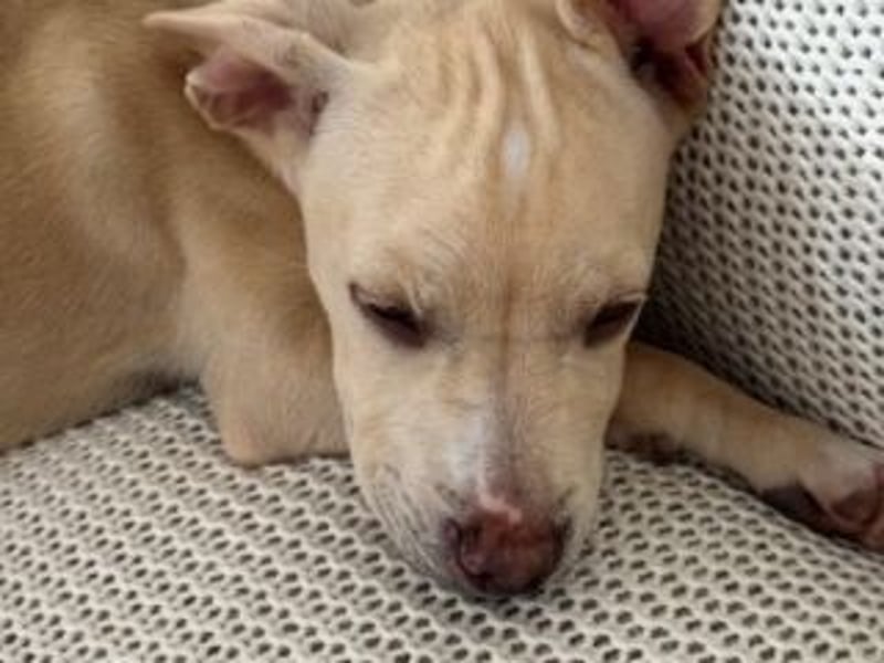 Sonnenschein NIRVANA ist bereit für sein liebevolles "Für-immer-Zuhause"