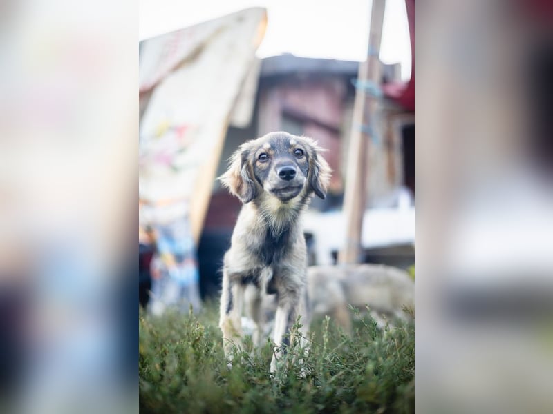 FELIA -wartet im Tierheim 79312 Emmendingen auf ihr liebevolles Für-immer-Zuhause
