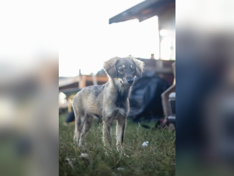 FELIA -wartet im Tierheim 79312 Emmendingen auf ihr liebevolles Für-immer-Zuhause