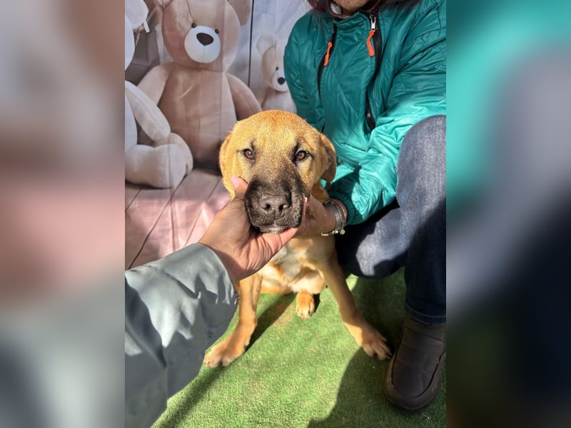 KNOX- sehr menschenbezogen, verschmust, liebesbedürftig bereit für seine Für-immer-Familie