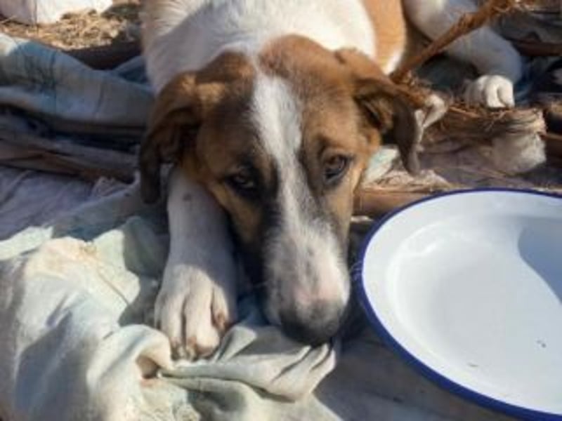 SPARTA-ist gerne mittendrin statt nur dabei und liebt es zu kuscheln und zu schmusen