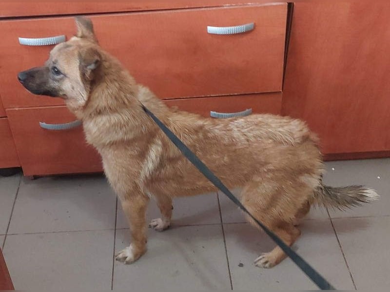 NELLY-Herz aus Gold sucht sehnlichst liebevolles Für-immer-Zuhause