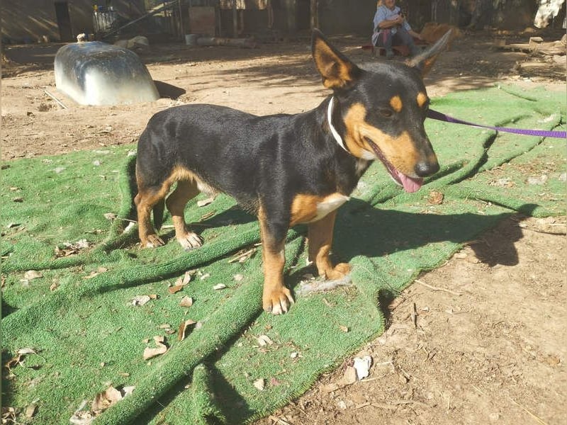 OZZY-fröhliches, offenes, liebenswertes Kerlchen sucht seine "Für-immer-Familie"