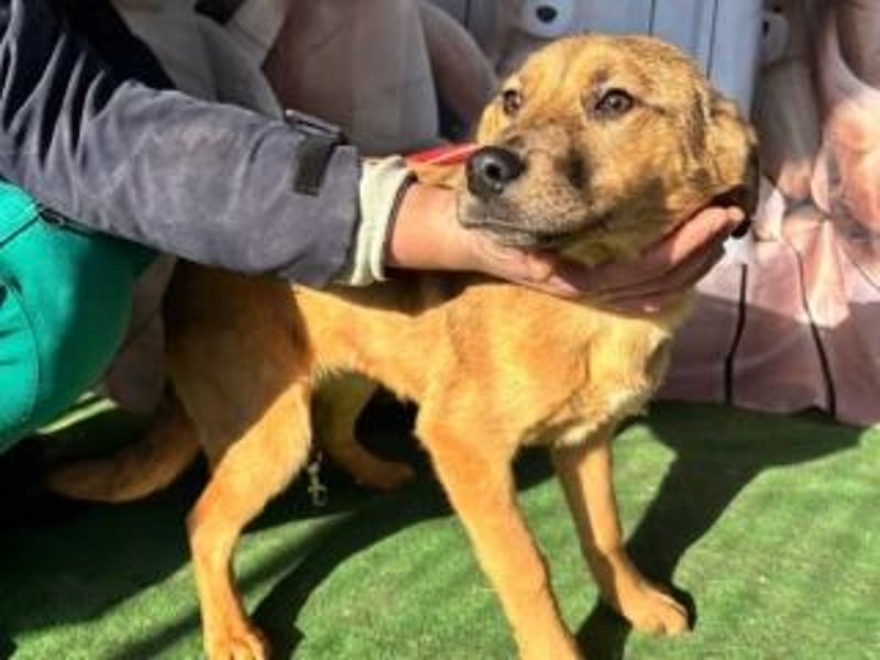 PRINCESS-Wären Sie bereit, Princess zum Teil Ihrer Familie zu machen?