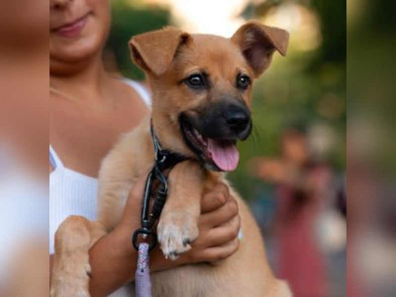 SCOOBY-Kleine Pfoten und riesiges Herz – Scooby sucht sein Für-immer-Zuhause