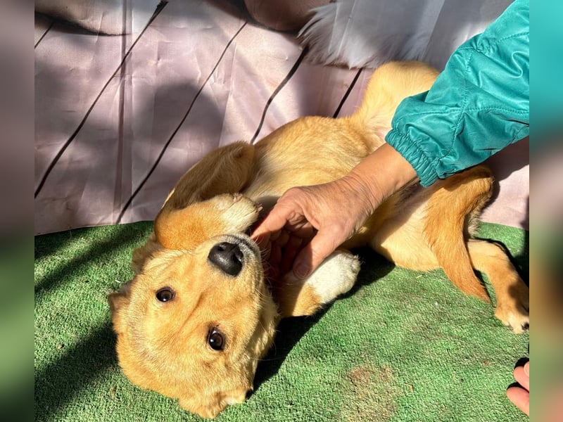 Hübsche IRIS-verschmust, liebesbedürftig sucht sie dringend ihr liebevolles Für-immer-Zuhause