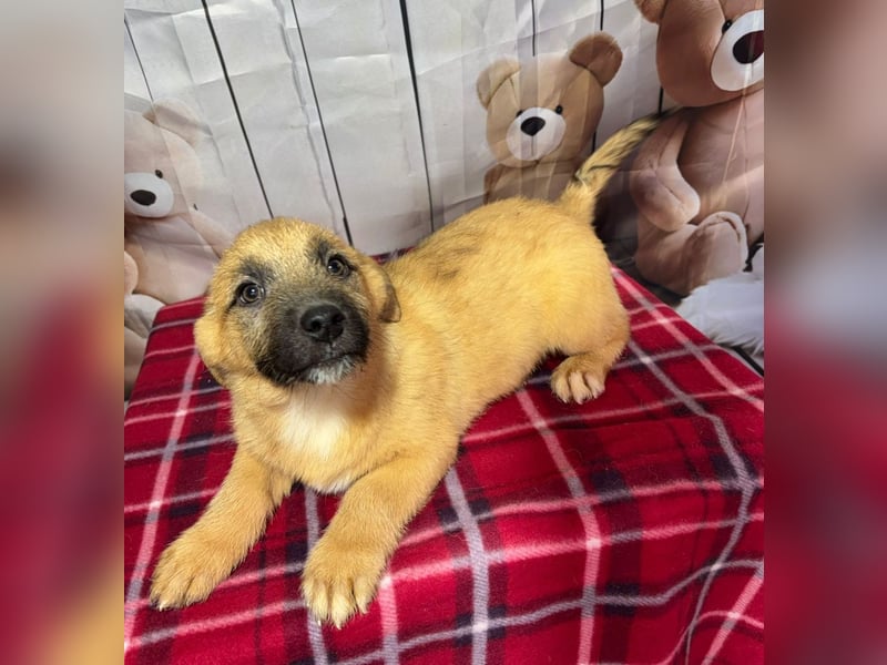 Scout – will endlich mehr erleben als den tristen Tierheimalltag