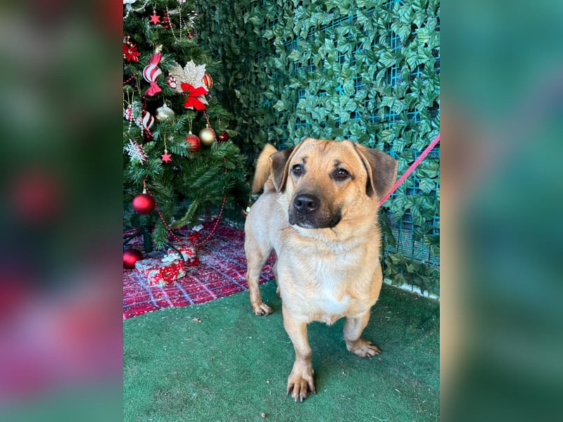 Niedlicher PACO-zutraulich, verschmust, liebenswert, den Menschen zugetan sucht sehnsüchtig Zuhause