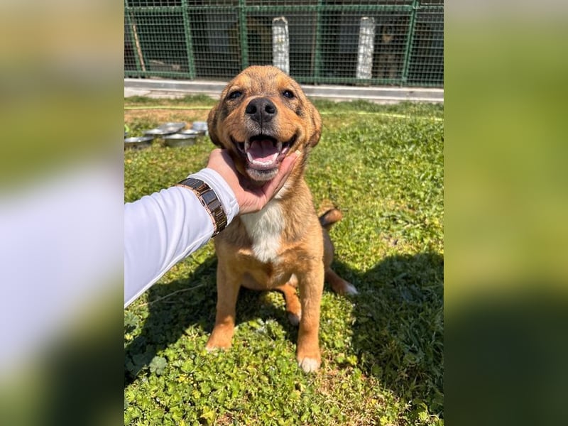 GUNNER - wer verliebt sich in diesen kleinen Schatz und schenkt ihm ein liebevolles Zuhause?
