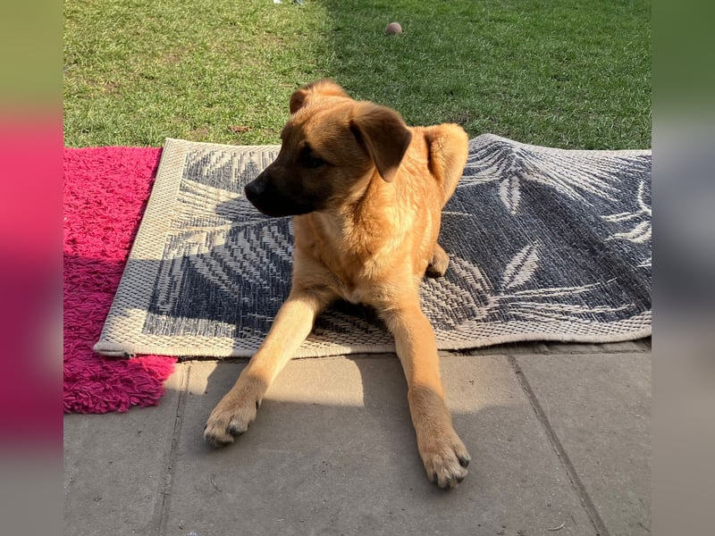 Zuckersüßer Buddy– wartet in 88677 Markdorf auf sein liebevolles Für-immer-Zuhause