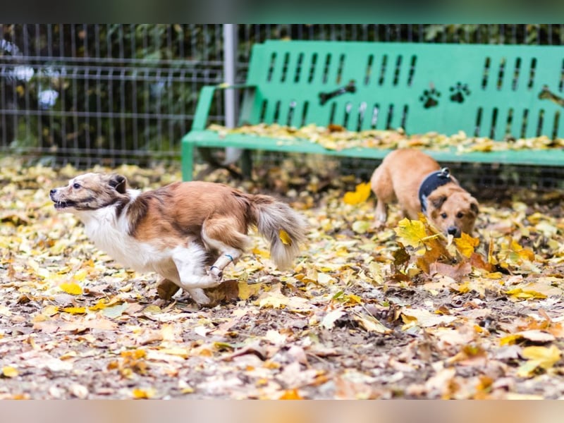BISCUIT-kleiner Sonnenschein-liebevoll, anhänglich sucht sein liebevolles Für-immer-Zuhause