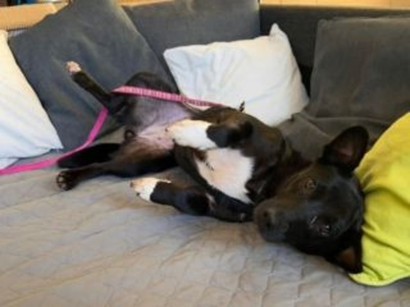 Shannon-Neugierig und doch ein bisschen vorsichtig