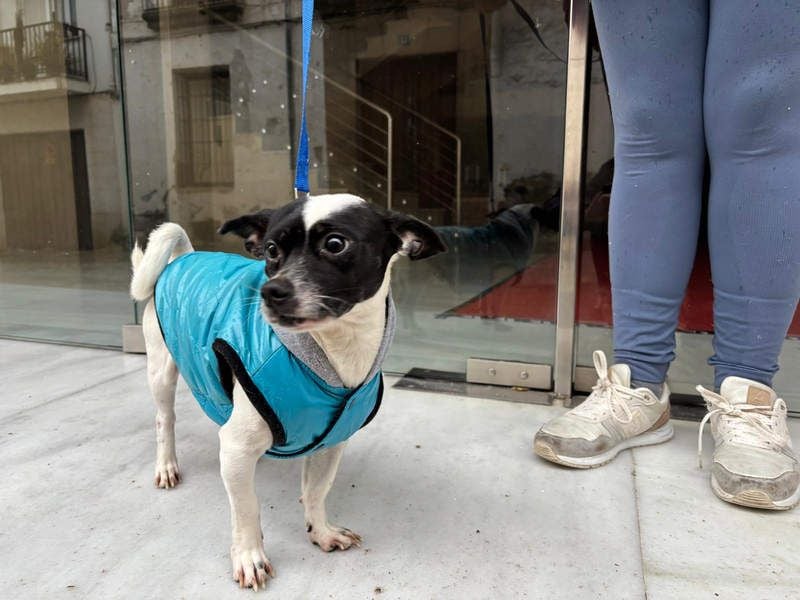 RUMI-kleines Herz auf 4 Pfoten, sanft, ruhig, liebt Kinder und Menschen -wo wartet seine Familie