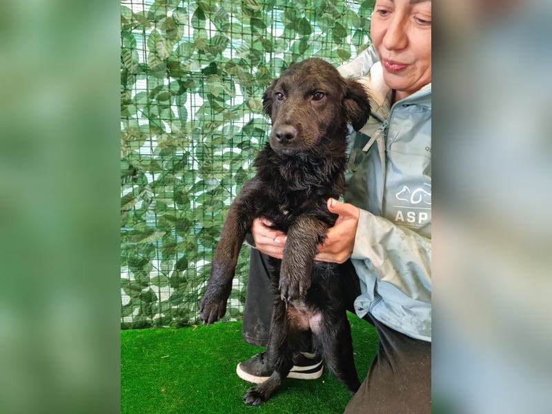 Freundliche MAGGY- wartet auf gepacktem Köfferchen auf ihre liebevolle Familie