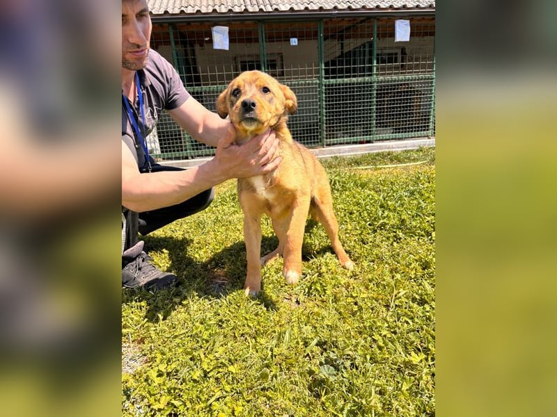GUNNER - wer verliebt sich in diesen kleinen Schatz und schenkt ihm ein liebevolles Zuhause?