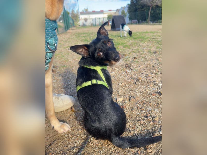 KOMO-unkomplizierter, kleiner Herzensbrecher, auf der Suche nach seinem Zuhause