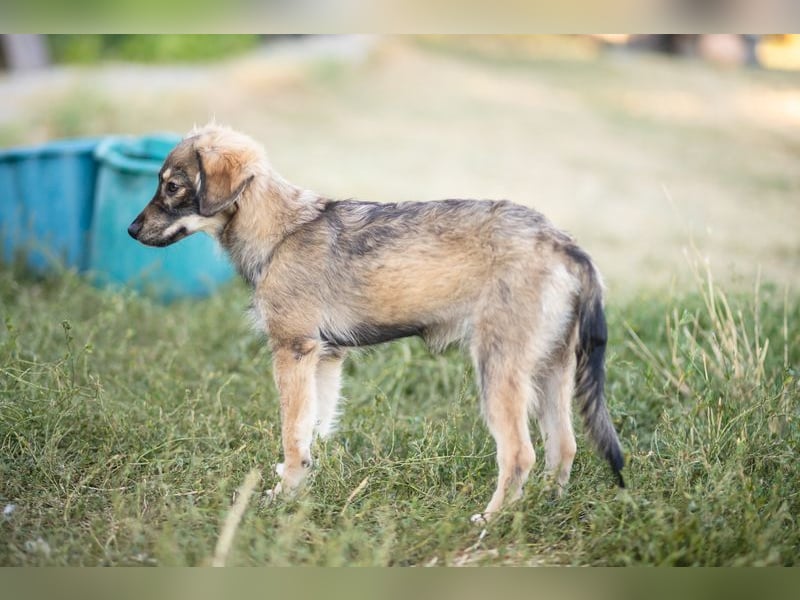 FELIA -wartet im Tierheim 79312 Emmendingen auf ihr liebevolles Für-immer-Zuhause