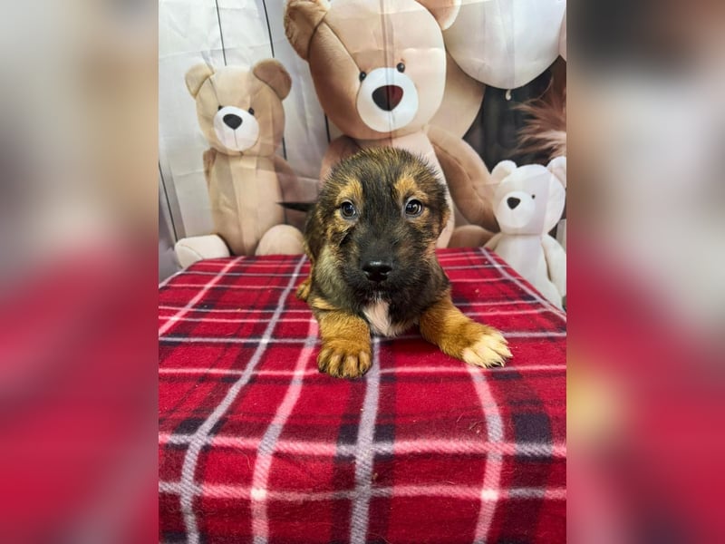 Archie – bereit für das große Welpenabenteuer