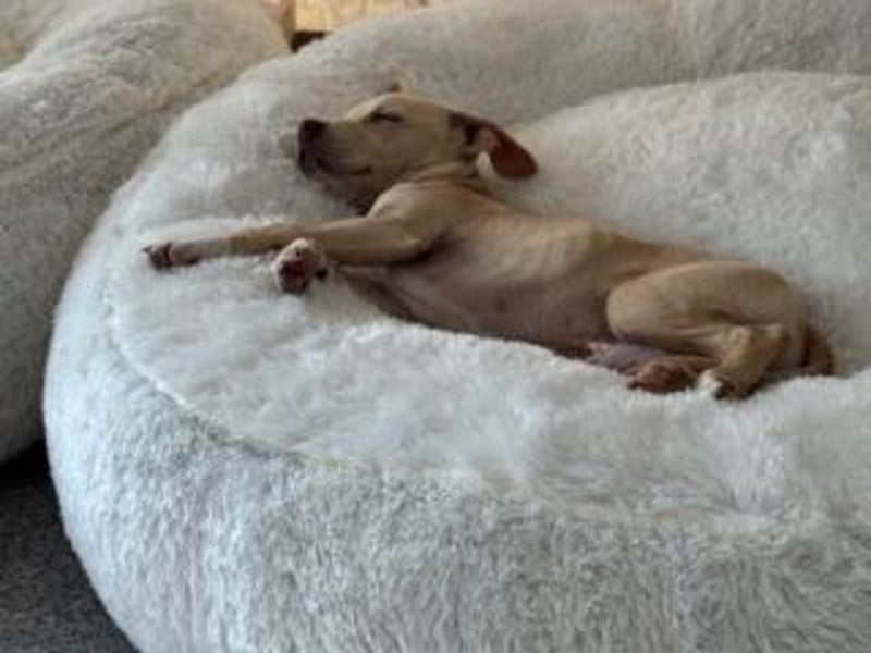 Sonnenschein NIRVANA ist bereit für sein liebevolles "Für-immer-Zuhause"