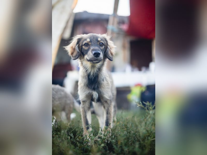 FELIA -wartet im Tierheim 79312 Emmendingen auf ihr liebevolles Für-immer-Zuhause