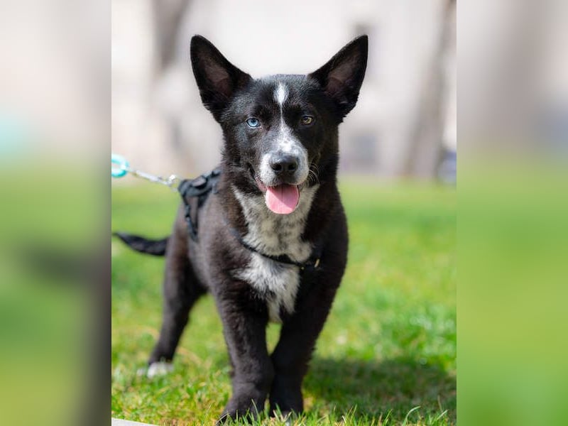 NORR-kleiner Sonnenschein, sehr lieb, ausgeglichen, verspielt, menschenbezogen