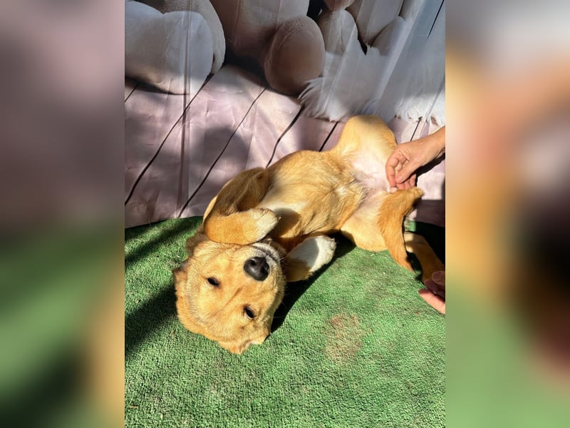 Hübsche IRIS-verschmust, liebesbedürftig sucht sie dringend ihr liebevolles Für-immer-Zuhause