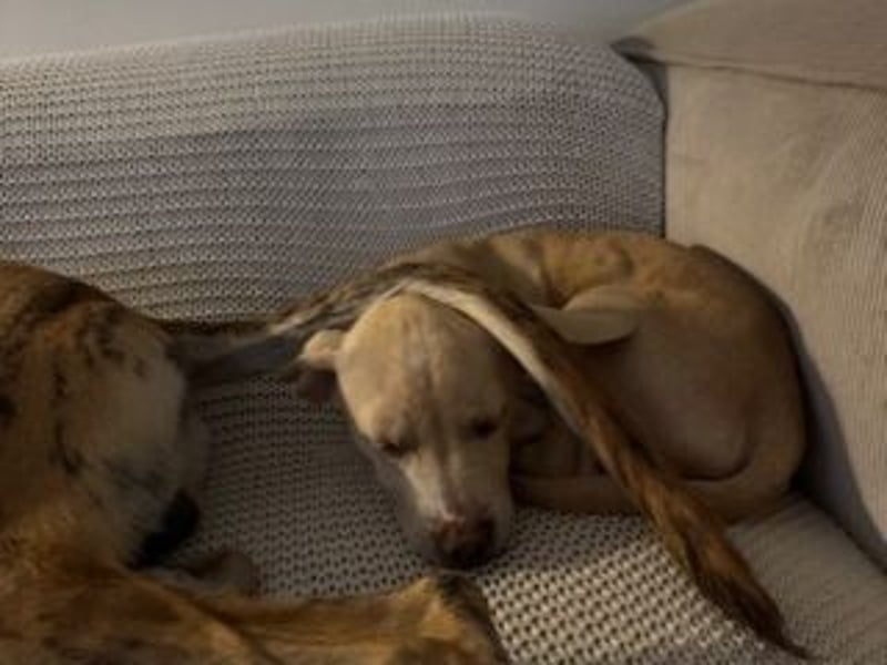 Sonnenschein NIRVANA ist bereit für sein liebevolles "Für-immer-Zuhause"