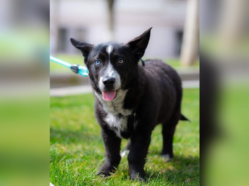 NORR-kleiner Sonnenschein, sehr lieb, ausgeglichen, verspielt, menschenbezogen