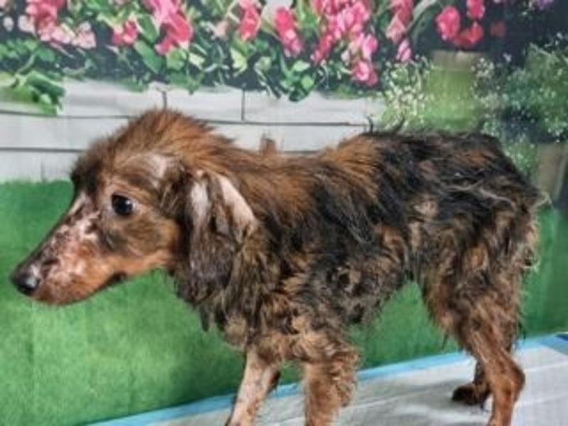 TUCKER-zarter, liebenswerter kleiner Hundebub