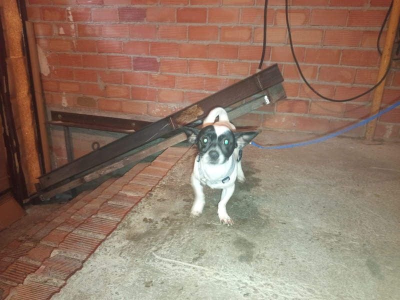 RUMI-kleines Herz auf 4 Pfoten, sanft, ruhig, liebt Kinder und Menschen -wo wartet seine Familie