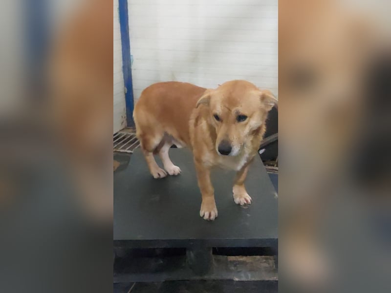 HONEY-feiner Charakter, traurige, braune Kulleraugen auf der Suche nach liebevollem Zuhause