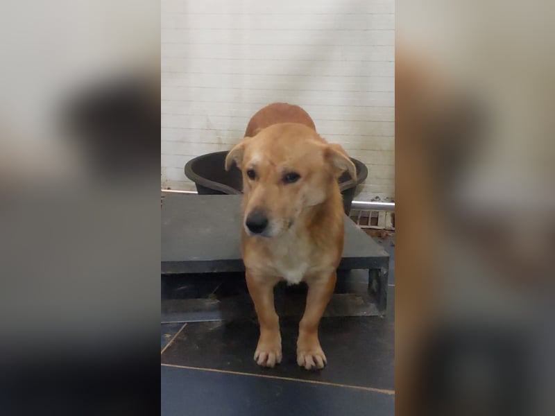 HONEY-feiner Charakter, traurige, braune Kulleraugen auf der Suche nach liebevollem Zuhause