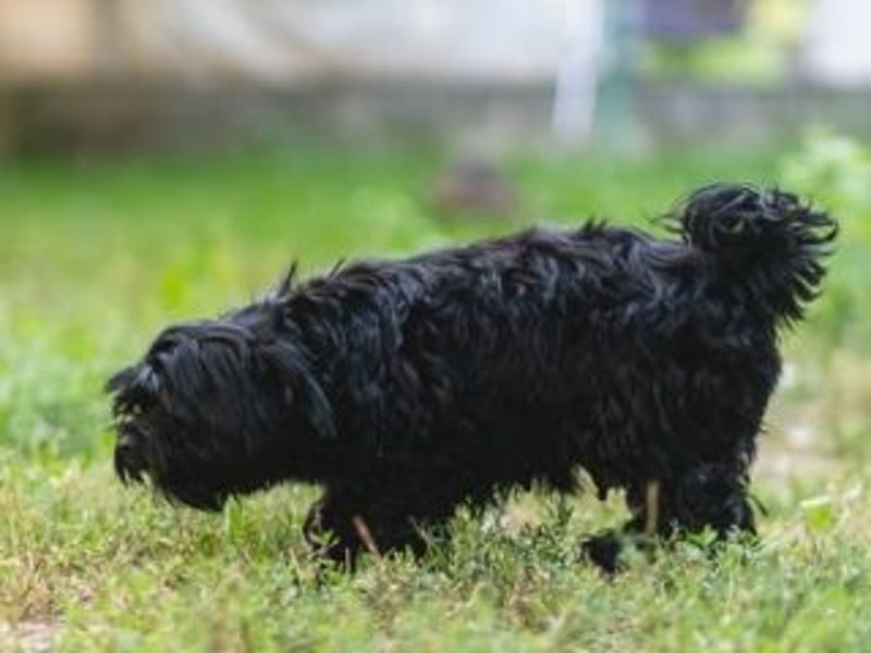 DARLA-wer hat ein Plätzchen an seiner  Seite frei um mit Darla durchs Leben zu gehen
