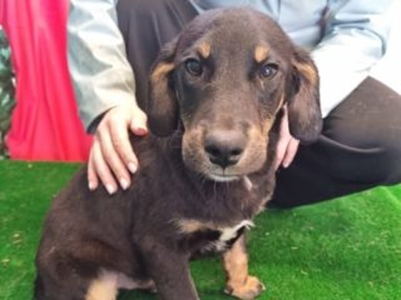 OLAF-überaus liebenswürdigen schokoladenfarbenen Mischlingsrüde