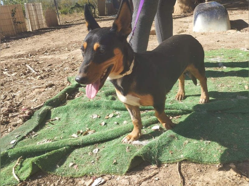 OZZY-fröhliches, offenes, liebenswertes Kerlchen sucht seine "Für-immer-Familie"