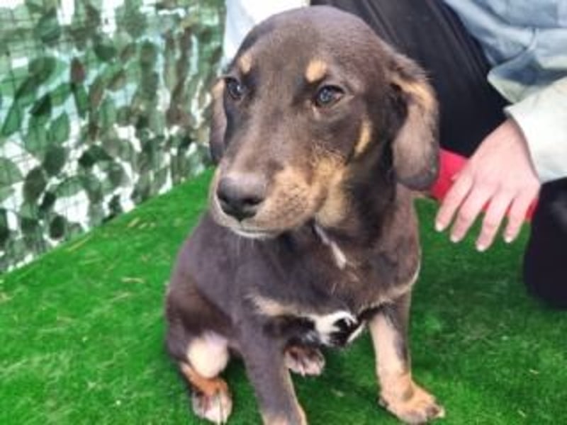 OLAF-überaus liebenswürdigen schokoladenfarbenen Mischlingsrüde