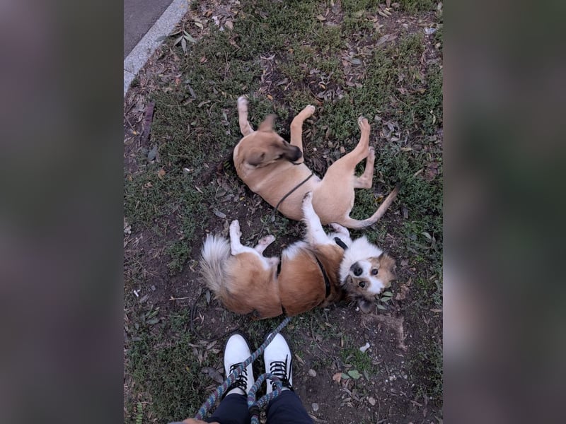 BISCUIT-kleiner Sonnenschein-liebevoll, anhänglich sucht sein liebevolles Für-immer-Zuhause