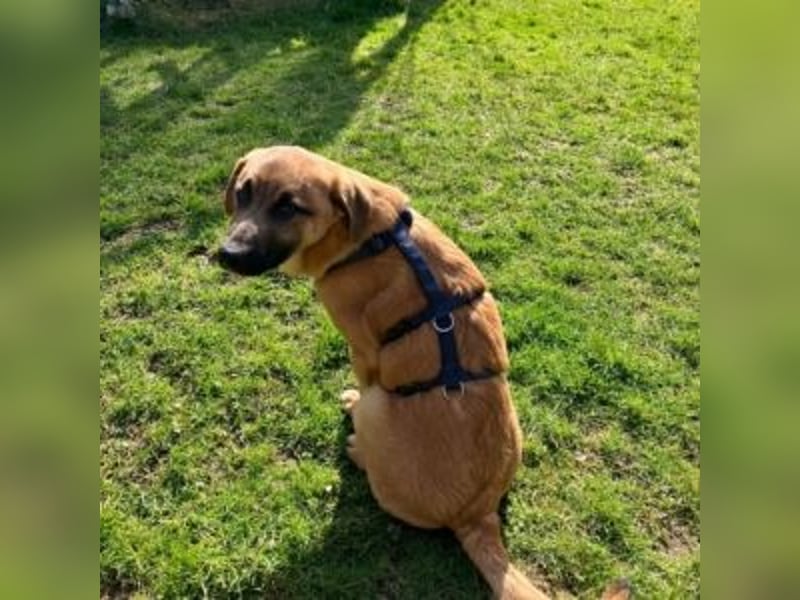 ZORRO-möchte IHR neues Familienmitglied werden!