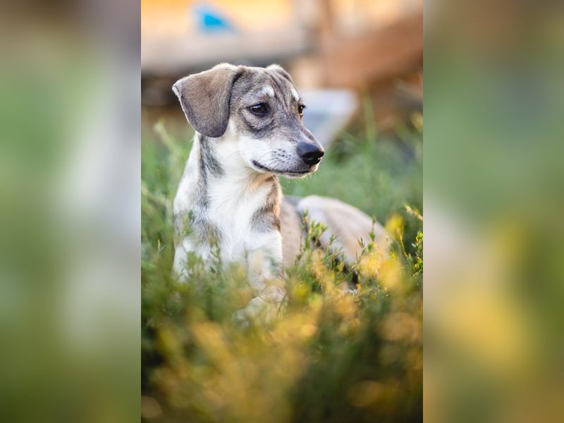 MILO - wartet auf Pflegestelle in 79206 Breisach auf ein gutes Zuhause