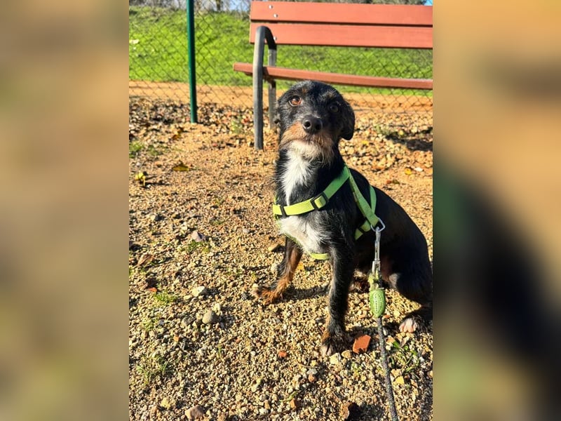 KOMO-unkomplizierter, kleiner Herzensbrecher, auf der Suche nach seinem Zuhause