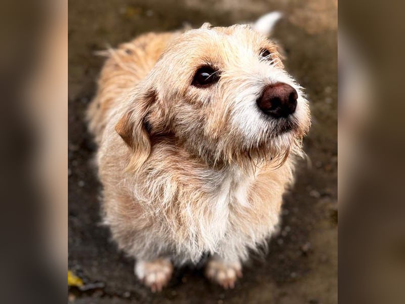 Süße JUNO sucht ihre liebevolle Für-immer-Familie