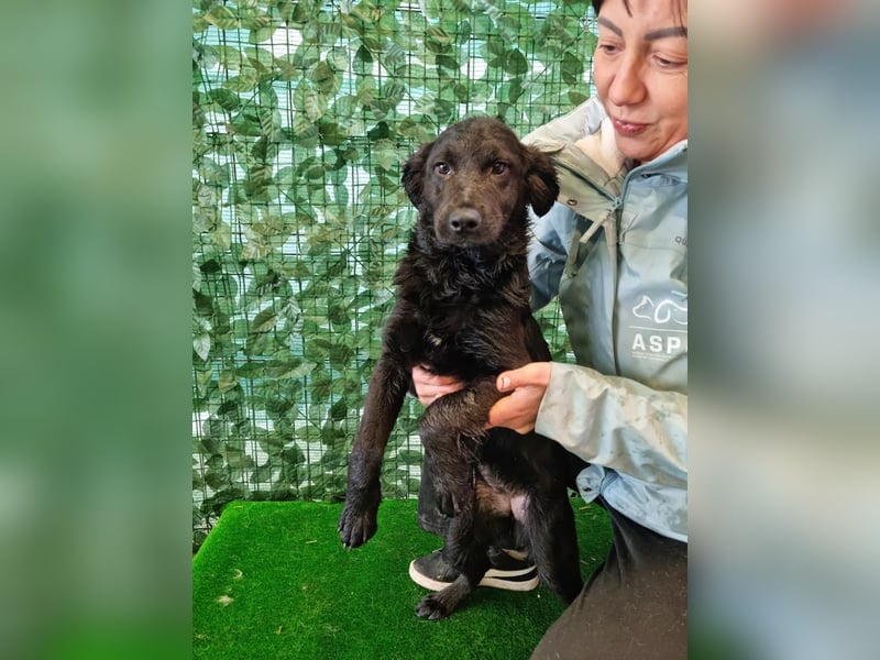 Freundliche MAGGY- wartet auf gepacktem Köfferchen auf ihre liebevolle Familie