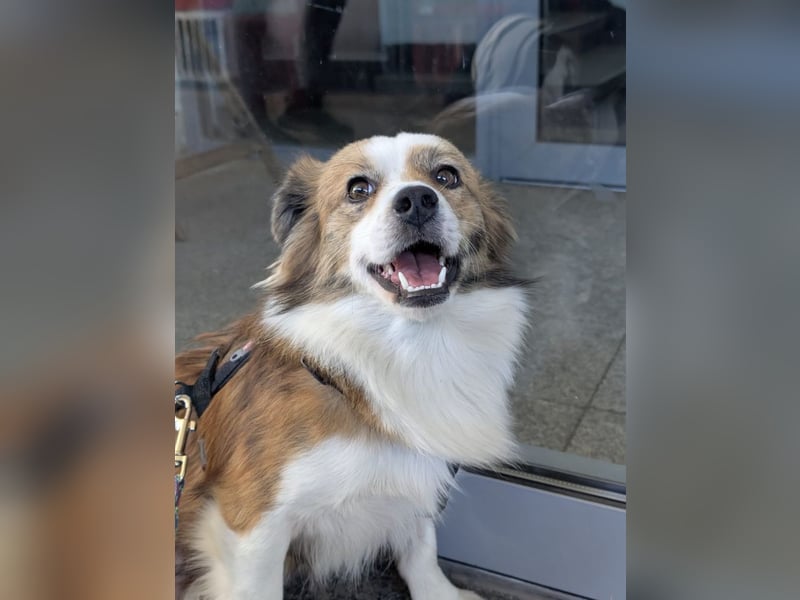 BISCUIT-kleiner Sonnenschein-liebevoll, anhänglich sucht sein liebevolles Für-immer-Zuhause