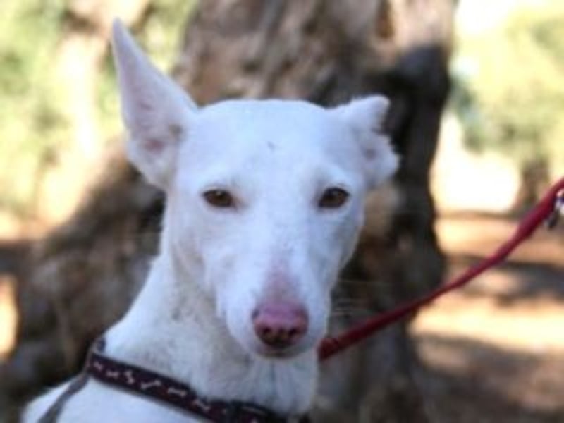 MILA- bezauberndes Wesen besticht auch durch ihre wunderschöne Ausstrahlung