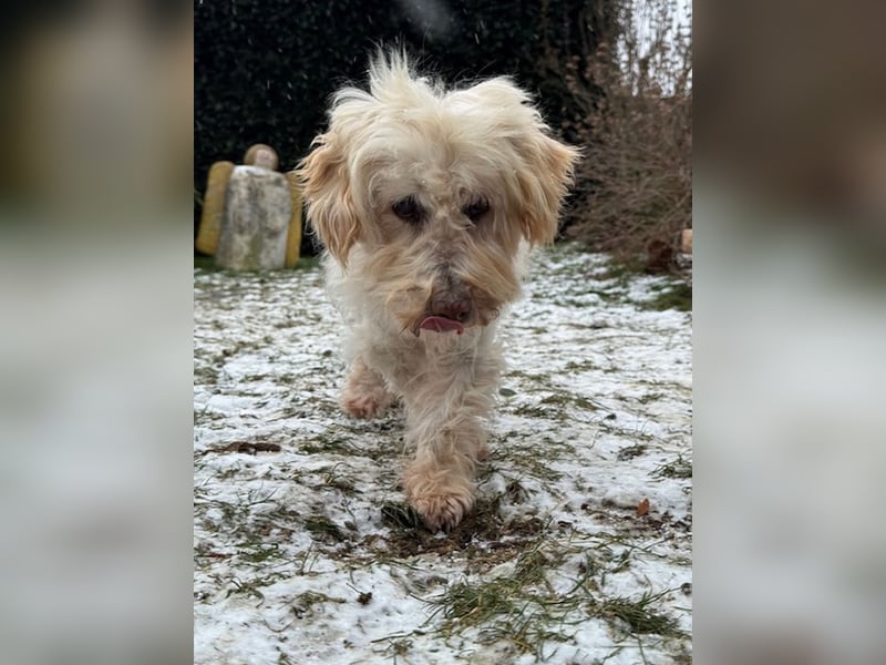 JHONNY-wahrer Schatz auf 4 Pfoten erobert alle Herzen, wartet sehnsüchtig auf sein Für-immer-Zuhause