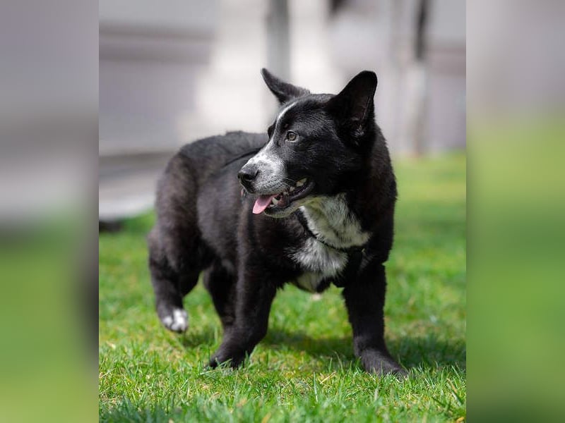 NORR-kleiner Sonnenschein, sehr lieb, ausgeglichen, verspielt, menschenbezogen