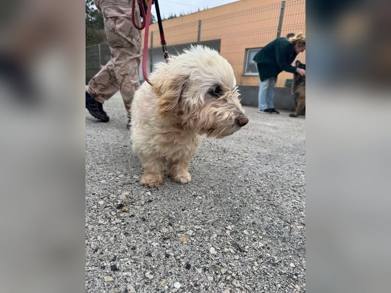 JHONNY-wahrer Schatz auf 4 Pfoten erobert alle Herzen, wartet sehnsüchtig auf sein Für-immer-Zuhause