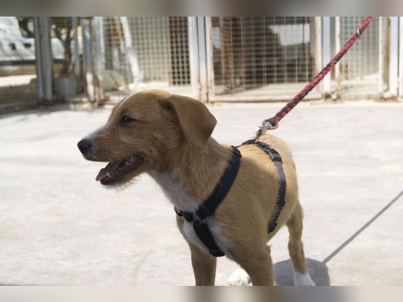 BROWNIE-Ein Herz auf vier Pfoten sucht sein zu Hause für immer