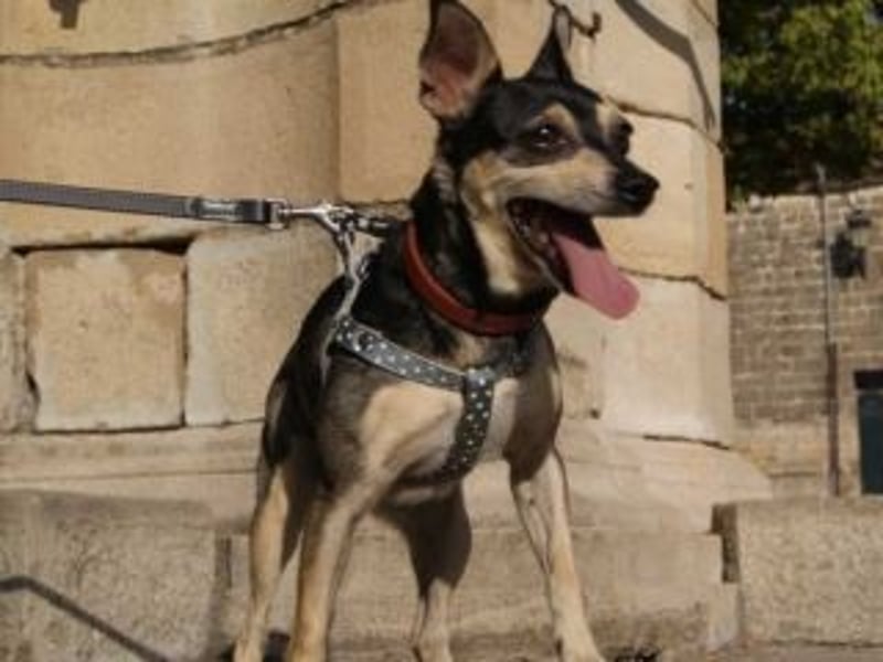 MINA-möchte kuscheln, toben, spielen und die Welt entdecken